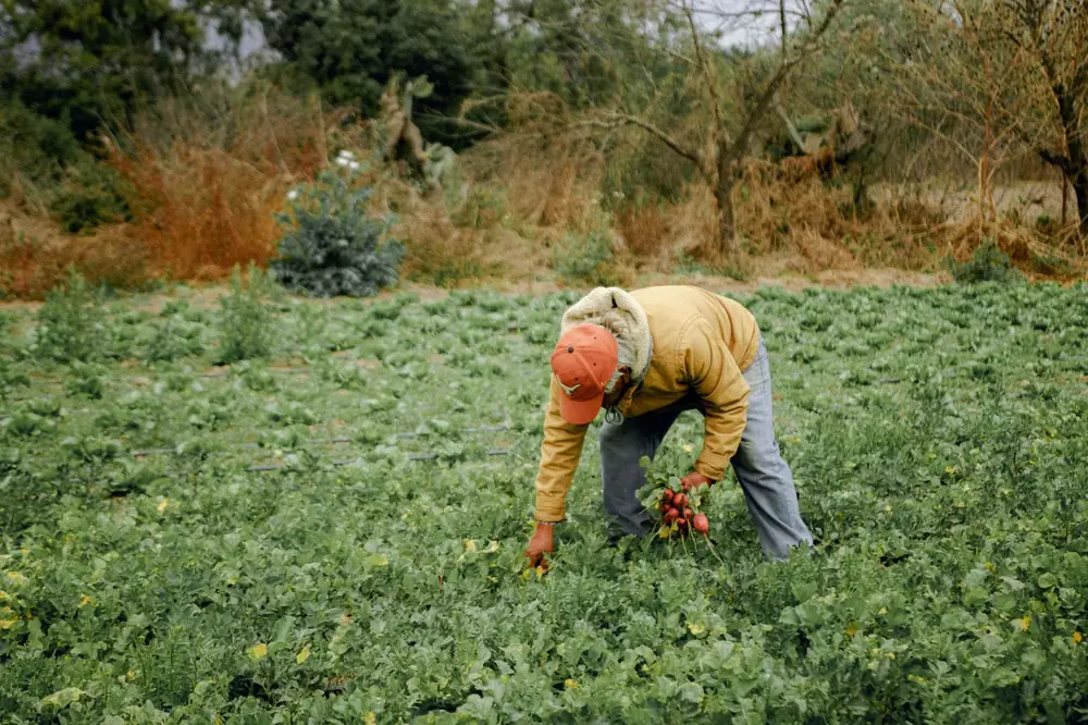 A farmer harvesting root crops in a green field