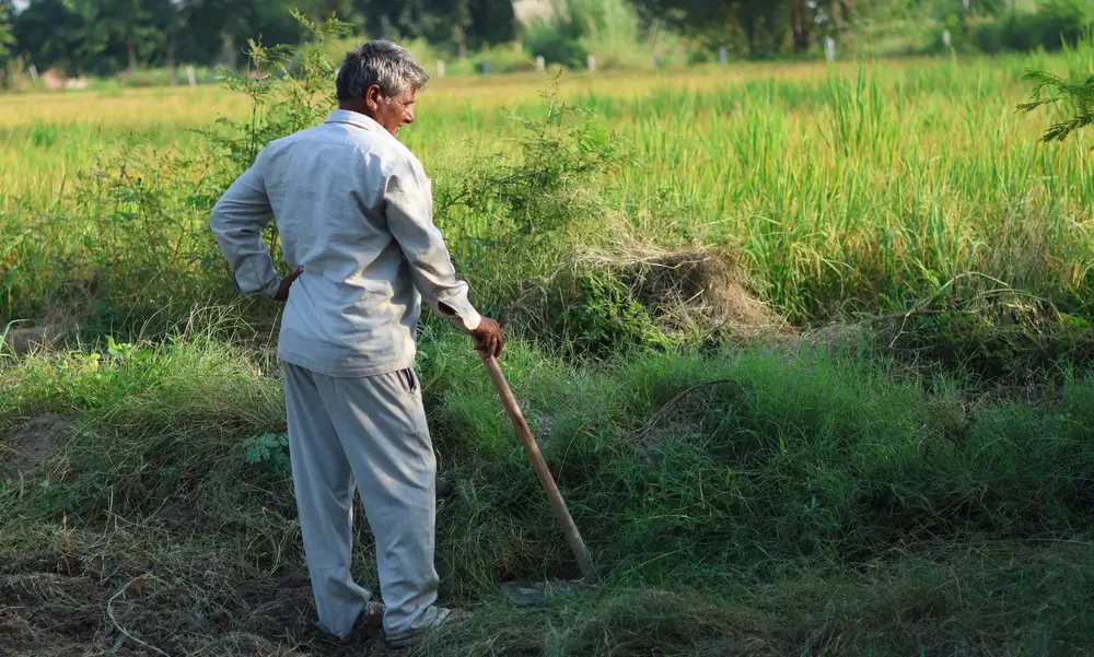 A farmer standing among crops in a green field
